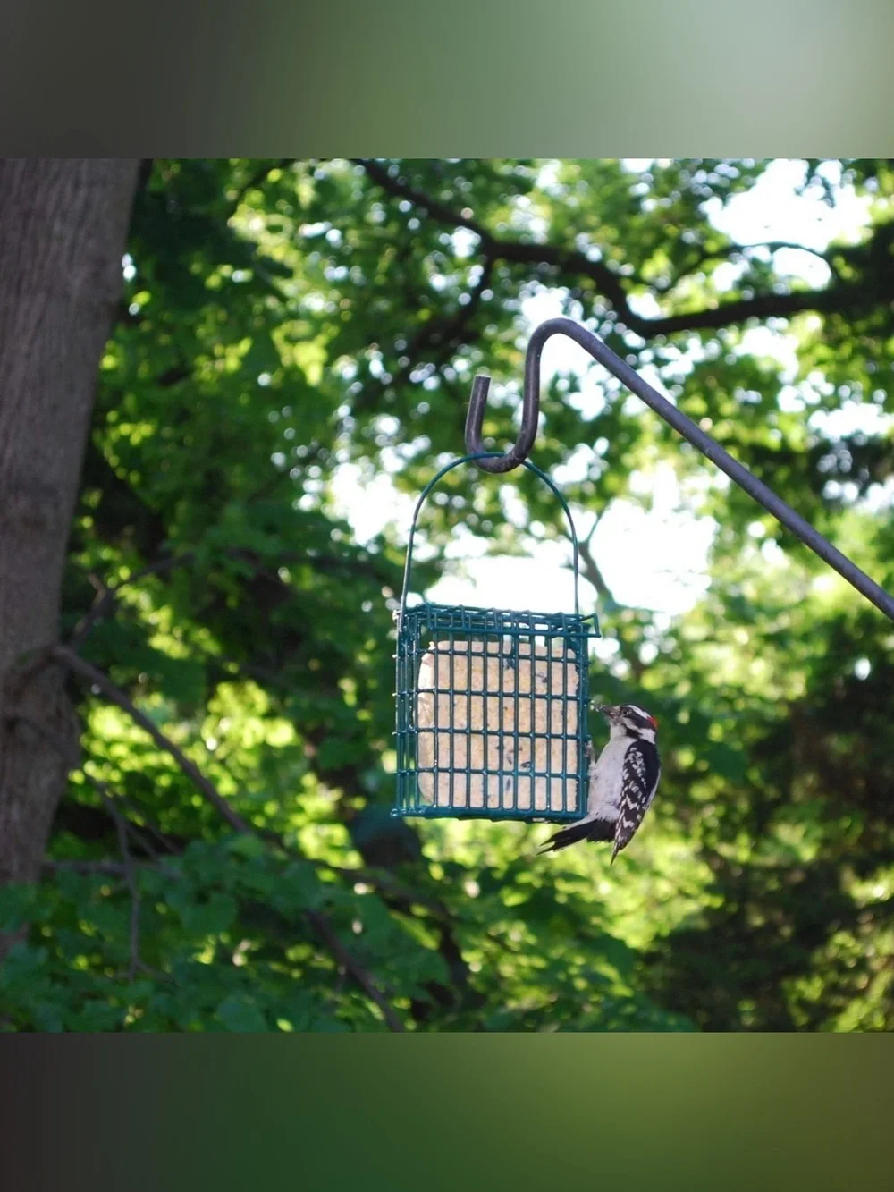 Wildlife Sciences Woodpecker Suet Cake 10 Pack for Wild Birds